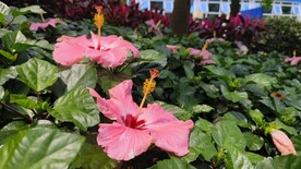 朱槿花南宁市花
