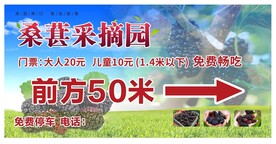桑葚采摘