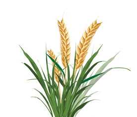 小满节气矢量手绘谷物小麦