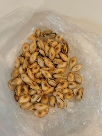炒南瓜籽