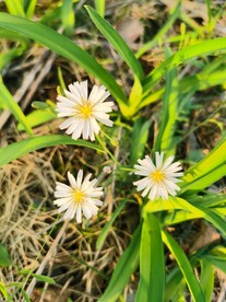中华苦荬菜 翅果菊