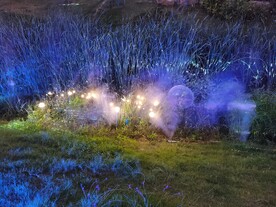 花草夜景灯光秀