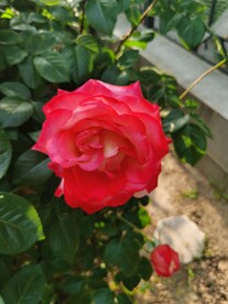 红玫瑰