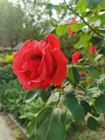 红玫瑰