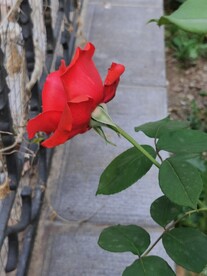 红玫瑰