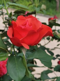 红玫瑰