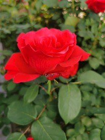 红玫瑰