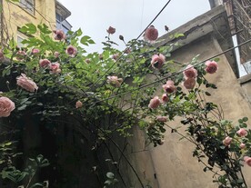 欧月 月季花