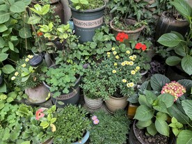 花园花卉