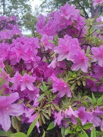 花卉