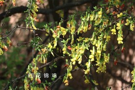 红花锦鸡儿