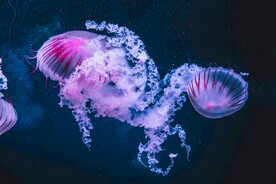 水母