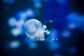 水母