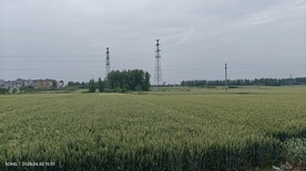 麦浪