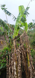 芭蕉树