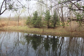 小水坑边的倒影