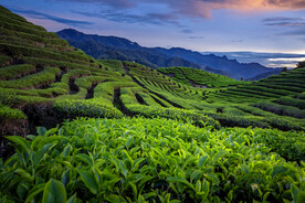 茶山