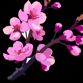 春天樱花