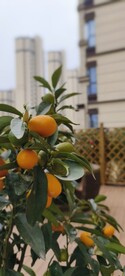 桔子树