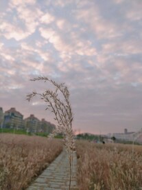 芦苇图片