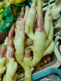 子姜