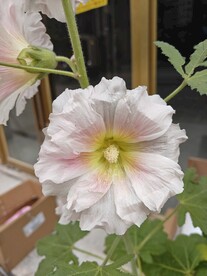 蜀葵 花朵