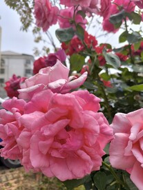 月季花