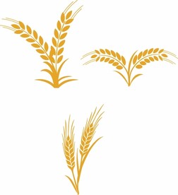 麦穗剪影