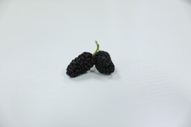 桑葚