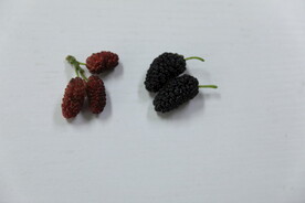 桑葚