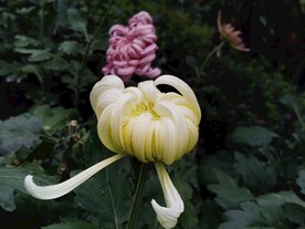 菊花