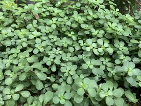 绿色植物
