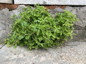 绿色植物