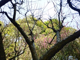梅树