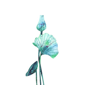荷花素材