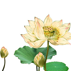 荷花素材