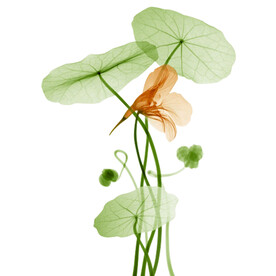 荷花素材