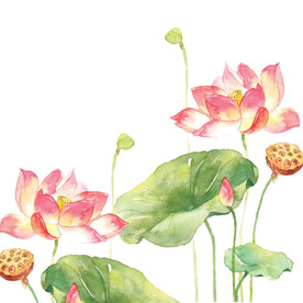 荷花素材