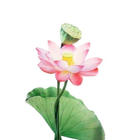 荷花素材
