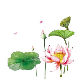 荷花素材