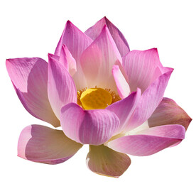 荷花素材
