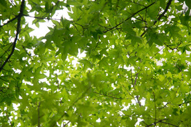 仰拍绿树叶