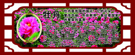 牡丹