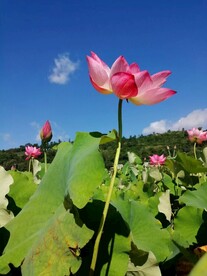 荷花 