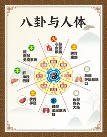 八卦与人体