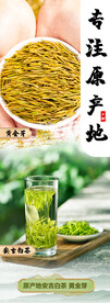安吉白茶