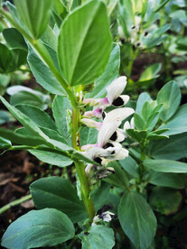 蚕豆花