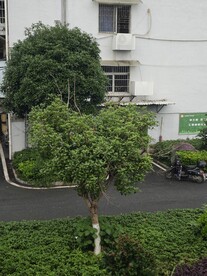园林爱心树