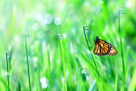 草丛里的蝴蝶图片