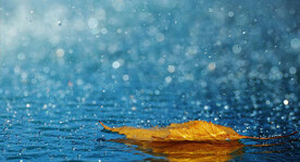 树叶落叶水滴落雨